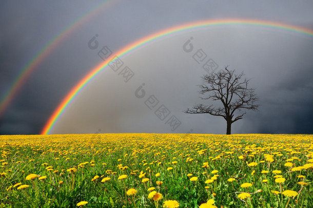 在多云的天空的彩虹下死树和蒲公英领域