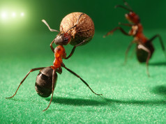 蚂蚁晚足球