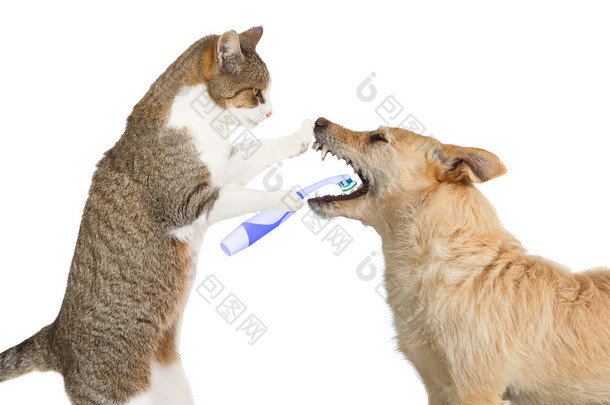 可爱猫咪清洗狗牙