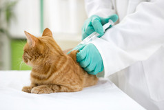 兽医疫苗给那只猫