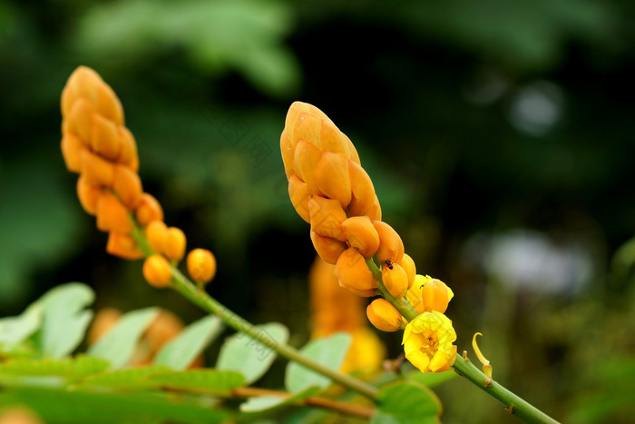 黄色花的癣布什 (决明子薯 (l.） 松科.)