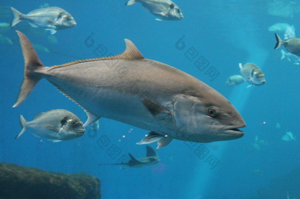 金枪鱼游泳 - 蓝鳍金枪鱼图努斯海底游泳