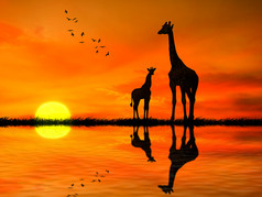 两只长颈鹿反对非洲日落的剪影