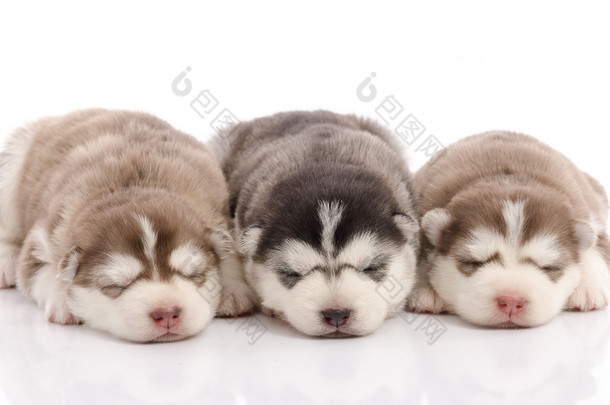 睡在白色背景上的三个哈士奇幼犬
