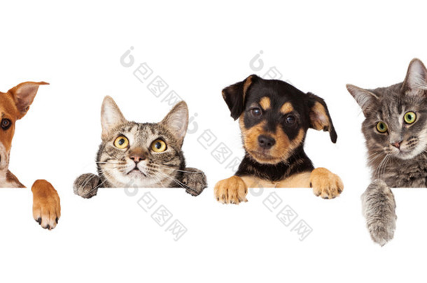 cats and dogs hanging paws over white banner