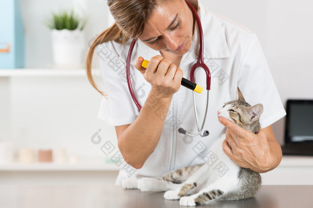 兽医临床与一只小猫