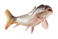 游泳鲤鱼鱼，孤立的白色背景上的底部视图