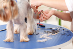 Yorkshire terrier is being thoroughly groomed.