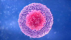 T-淋巴细胞。白血细胞。淋巴细胞