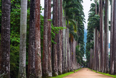 在巴西里约热内卢植物园棕榈胡同