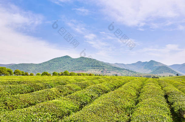 地方特色的茶叶种植园