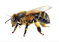 水彩单个蜜蜂昆虫动物