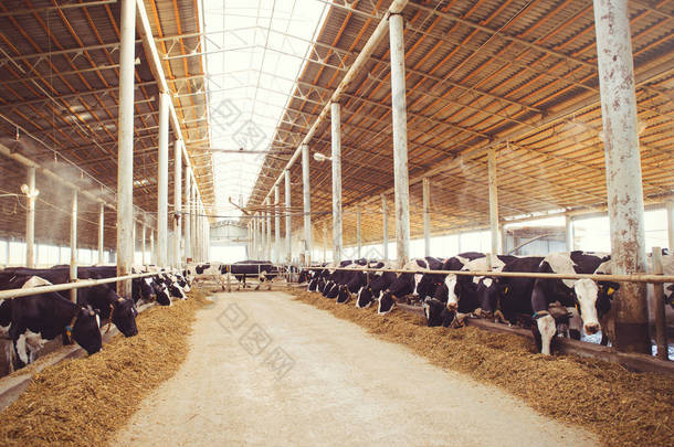 农业、农业和牲畜的奶<strong>牛场</strong>概念--奶<strong>牛场</strong>上的谷仓里用干草的牛群