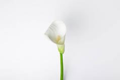 白色的马蹄莲花被白色隔开