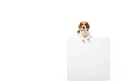 可爱的猎犬狗戴着眼镜, 躺在白色的立方体上孤立白色