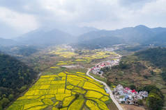 山地油菜花开花