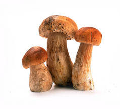 在白色背景上分离的蘑菇抱子莲