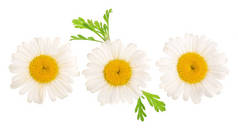 三菊花或雏菊, 叶子在白色背景下被隔离。顶部视图。平躺