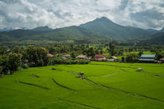 南、泰国北部的绿色水稻种植园