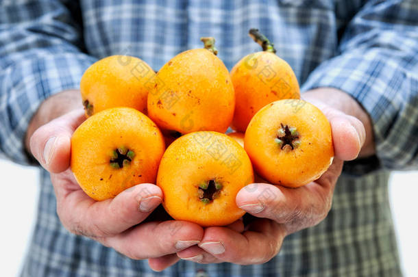 高加索农夫在他的<strong>手举行</strong>新鲜地收获的成熟 medlars