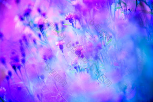 <strong>紫色的花朵</strong>与整个草地。完美壁纸