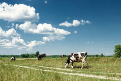 斑点牛放牧在一个美丽的绿色草地上的蓝天。畜牧业.