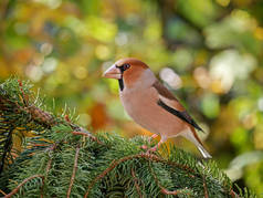 雄性 Hawfinch (Coccothraustes Coccothraustes), 在森林中被隔离