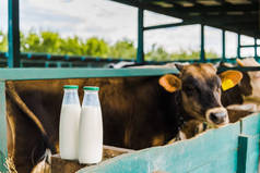奶牛站在稳定与瓶牛奶在围栏上前景