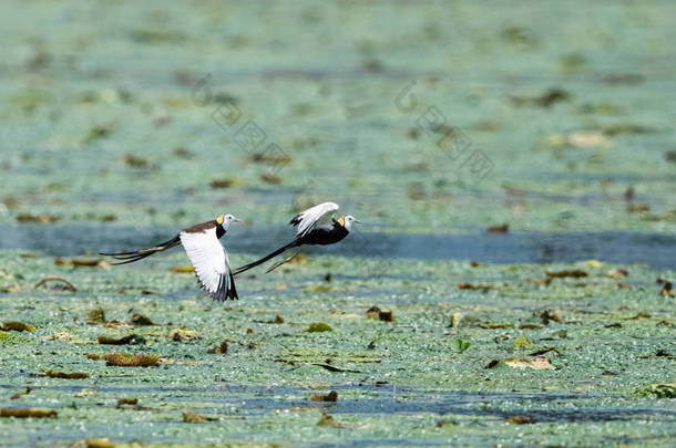 鸡尾雉, 水雉在多比果池飞行