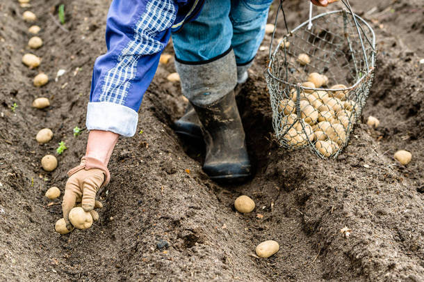 农民<strong>田间</strong>种植马铃薯种子、有机耕作、<strong>田间</strong>季节性作业