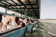 国内美丽的奶牛在农场的摊位吃