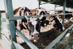 美丽的家畜吃干草在农场谷仓