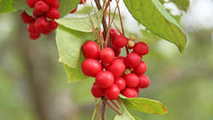 红五味子枝。集群成熟的五味子。作物的有用植物。红五味子挂在绿枝上。五味子植物, 枝上有水果。韩国五味子 omija