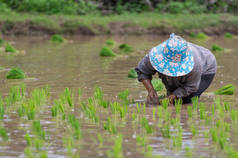 人们在有机稻田种植水稻.