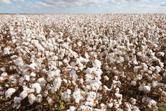 棉花准备收割, 靠近沃伦, 在新南威尔士, 澳大利亚