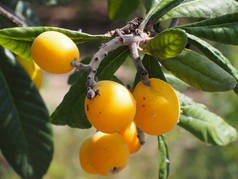 树上的 loquat 果 (Eriobotrya japonica)。这种古老的水果富含维生素、矿物质和抗氧化剂