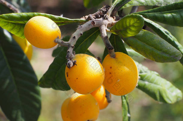 树上的 loquat 果 (Eriobotrya japonica)。这种古老的水果<strong>富含维生素</strong>、矿物质和抗氧化剂