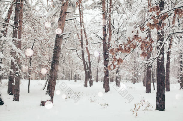 冬林和模糊的<strong>雪花</strong>落雪的<strong>风景</strong>