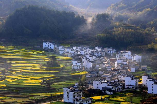 2018年3月13日, 中国东部<strong>江西</strong>省上饶市武源县黄岭村全花沟油菜籽田鸟图.