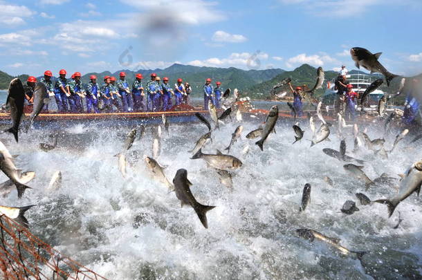 2010年9月21日，中国东部浙江省杭州市春安县千岛湖千岛湖上，中国工人画了一个巨大的渔网，鱼跃立。