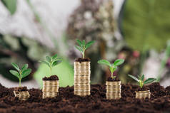 安排金币与绿叶和土壤，金融增长的概念