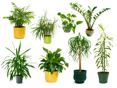 八个不同的室内植物，在一套