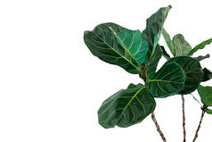 小提琴叶无花果树(Ficus lyrata)的绿叶，在白色背景上隔离的热带乔木，修剪路径包括.