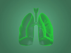 X射线肺解剖