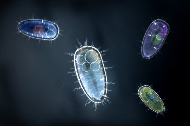 四个透明和多彩原虫或单细胞<strong>有机体</strong>