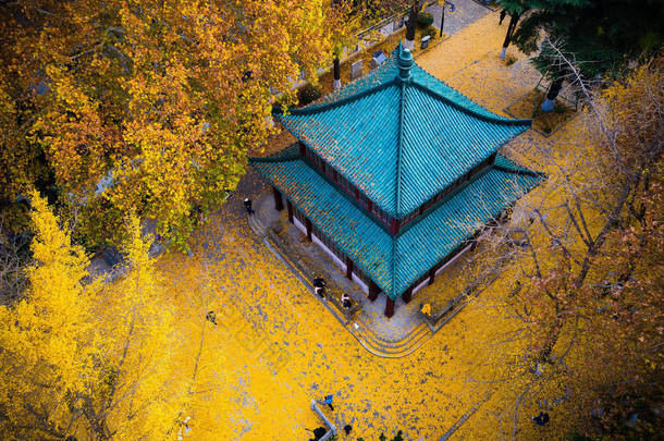 2018年12月1日, 中国东部江苏省南京市玄武湖风景区的地面上的金银杏叶鸟图.