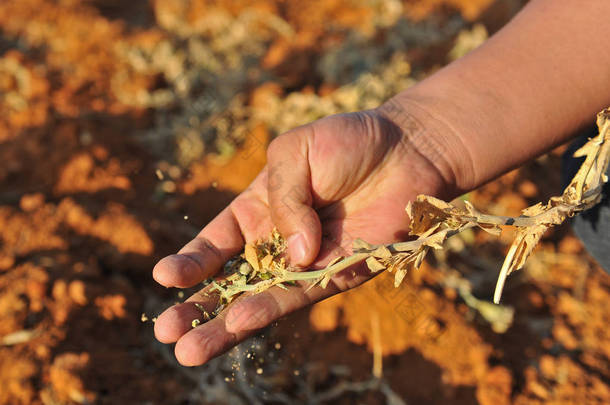 2013年2月20日，中国西南云南省楚雄伊族自治州永仁县的一片田地里，一位当地农民展示干涸的豌豆