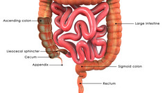 大肠癌系统