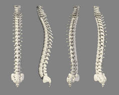 脊柱，医疗概念三维图.