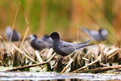 坐在湖的水植被的黑色燕鸥.